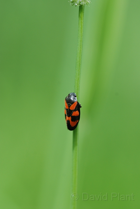 Froghopper - Cercopis vulnerata - A.JPG - Froghopper - Cercopis vulnerata - Gloucestershire